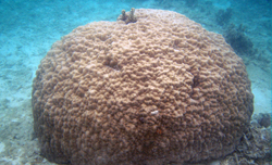 大きな塊のハマサンゴ