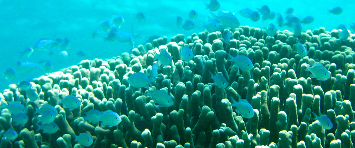 沖縄県白保　サンゴの海