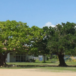 白保小学校の三本木（オオバアコウ、カジュマル、デイゴ）